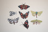 Native Moth and Butterfly Wall Decal Set
