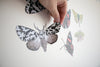 Native Moth and Butterfly Wall Decal Set