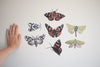 Native Moth and Butterfly Wall Decal Set