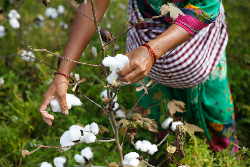 The Whakapapa of our Cotton (Part 1/7) The Cotton Fields