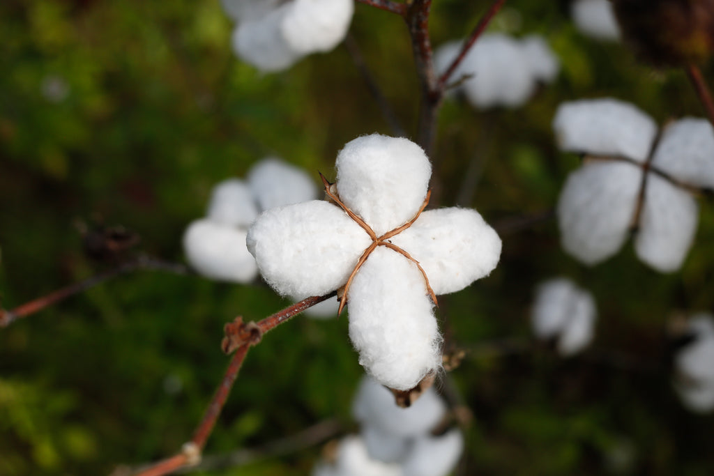 Whakapapa and Cotton. Where the threads intertwine.